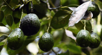 Exportaciones de aguacate de Jalisco con ventaja por inseguridad en Michoacán